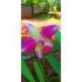 ඕකිඩ් මල් වගා කරමු Let's grow orchids right in the garden okid flower plant ( PLANT). 