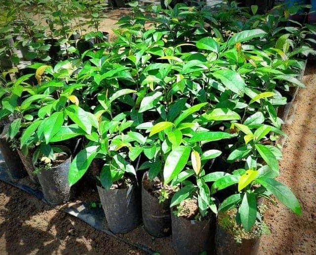 Kaluwara%20plant%20,%20Kaluwara%20pela%20-%20Image%203