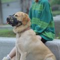 Dog Muzzle for Long Snout Dogs Breathable Basket Muzzle for Puppys Dogs Dog Outing Pet Masks Mouth Guard Cage Muzzle Silica Gel Safety Masks to Prevent Biting, Chewing, Barking. 