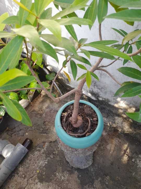 Bonsai Mee Tree