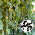 F1 Hybrid Ridge Gourd Luffa Seeds 10 Watakolu Beeja දෙමුහුන් වැටකොලු බීජ. 