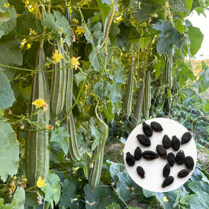 F1 Hybrid Ridge Gourd Luffa Seeds 10 Watakolu Beeja දෙමුහුන් වැටකොලු බීජ