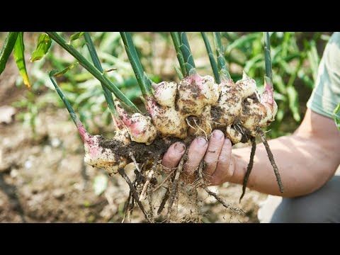 ඉගුරු වගාව Ginger Cultivation - iguru wagawa  5 seedsඉගුරු සුපිරියට පෝච්චියක හදමු ..