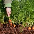 Carrot New Kuroda Seeds 1g කැරට් බීජ. 