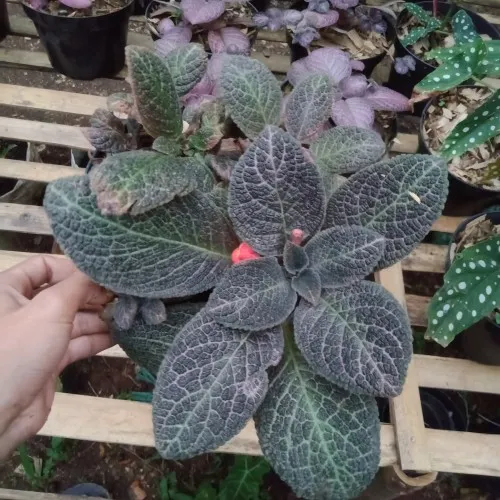 Episia%20plant%20-%20Image%204