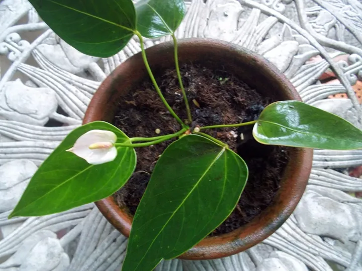 Organics%20Coconut%20Coco%20Husk%20Chips%20Block%20for%20Plants%20and%20Orchids%20(Low%20EC%205%20Kg)%20-%20Image%207