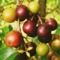 bankok ugurassa plant /large plant/ බැංක‍ොක් උගුරැස්ස  /Governor;s plum/ugurassa  plant. 