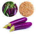 Eggplant Wambatu Deshiya Dham Seeds Gardening Agriculture 2g. 