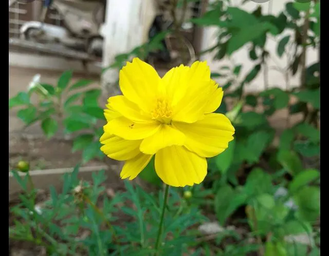 Canyon%20daisy%20of%20Atapethiya%20flowers%20100%20seeds%20pack%20of%20orange,%20pink%20,%20yellow%20colours%20for%20beautiful%20home%20garden%20-%20Image%204