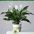 Peace Lilies - Live Plant, Indoor Plant. 