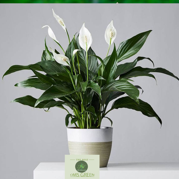 Peace%20Lilies%20-%20Live%20Plant,%20Indoor%20Plant%20-%20Image%202