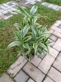 lucky bamboo/big sandriyana plants /indoor lucky plant / air furifing plant. 