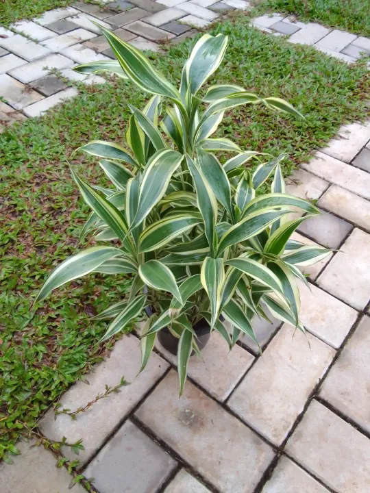 lucky%20bamboo/big%20sandriyana%20plants%20/indoor%20lucky%20plant%20/%20air%20furifing%20plant%20-%20Image%203