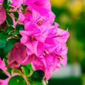 Bougainvillea  6 color plants with flowers. 