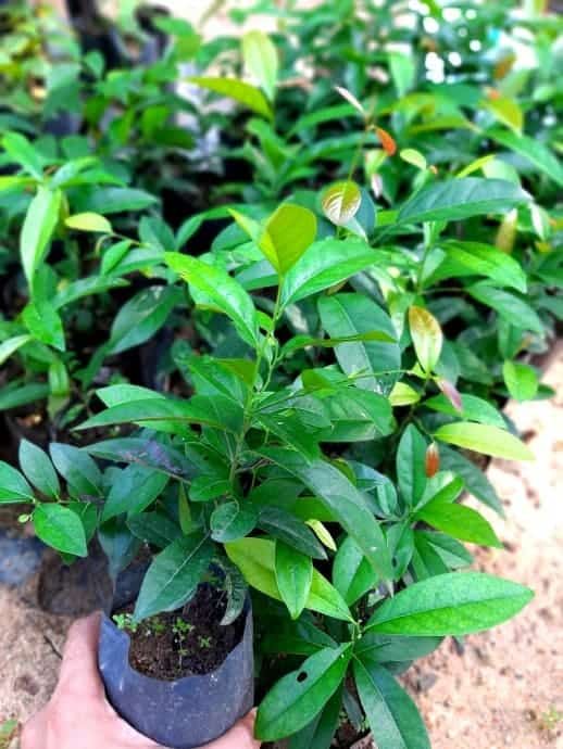 Kaluwara%20plant%20,%20Kaluwara%20pela%20-%20Image%202