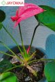 Anthurium plants - Royal Pink - Bangkok Variant - potted plants with flowers from JAYOMAA for anthurium lovers.. 