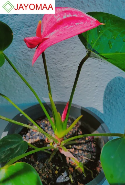 Anthurium%20plants%20-%20Royal%20Pink%20-%20Bangkok%20Variant%20-%20potted%20plants%20with%20flowers%20from%20JAYOMAA%20for%20anthurium%20lovers.%20-%20Image%206