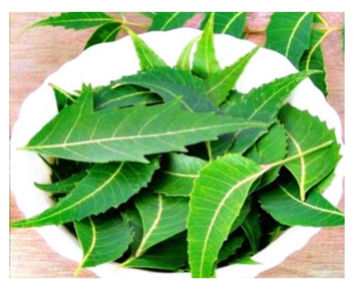 Kohomba Plants (කොහොඹ),Neem Tree Margosa Indian Lilac | Daraz.lk