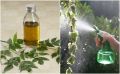 Neem Oil Pure Kohomba Oil Margosa Oil 375ml Soothing and Nourishing, Shield your plants from harmful creatures, insects. 