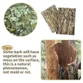 Natural Cork Bark for Tarantula Hideout Reptile Terrarium Climb Platform Tree Bark Background. 