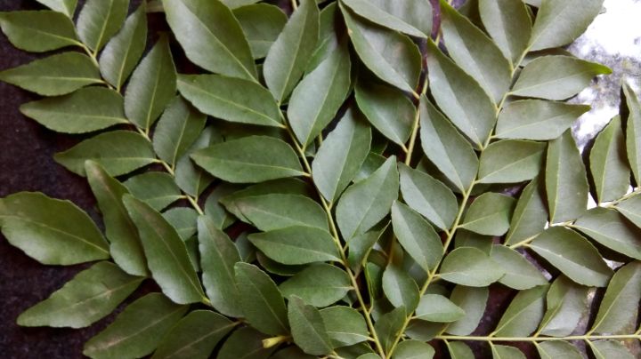 Curry%20Leaves%20pure%20Ceylon%20100%25%20-%20Image%203