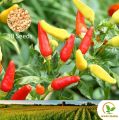 කොච්චි 50 Seeds Tabasco Pepper Kochchi Miris Chili for Natural Organic Farming Vegetable, Fruit & flower Seed. 