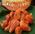 Orange jack fruit /jack bud plant/geni waraka/jak. 