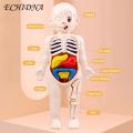 Diy Human Organ Model Interactive Human Body Model Kit Educational Diy Toy with 11 Analysis Cards Ideal for Students Accessories Included Science Learning Toys for Kids. 