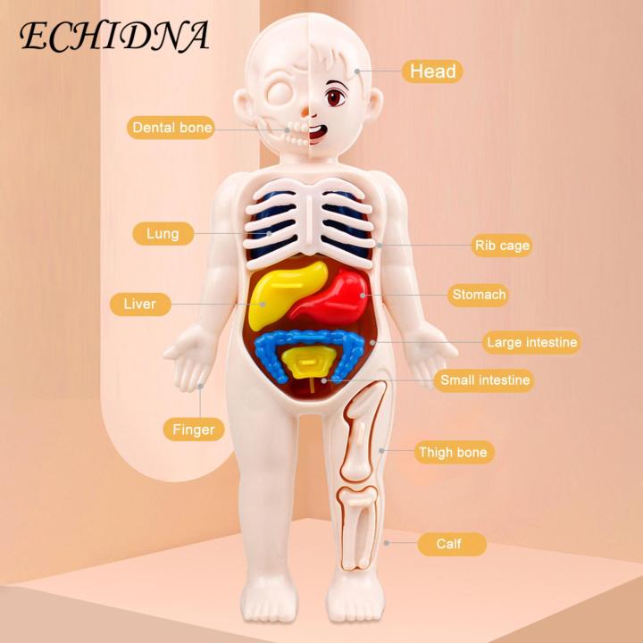 Diy%20Human%20Organ%20Model%20Interactive%20Human%20Body%20Model%20Kit%20Educational%20Diy%20Toy%20with%2011%20Analysis%20Cards%20Ideal%20for%20Students%20Accessories%20Included%20Science%20Learning%20Toys%20for%20Kids%20-%20Image%208