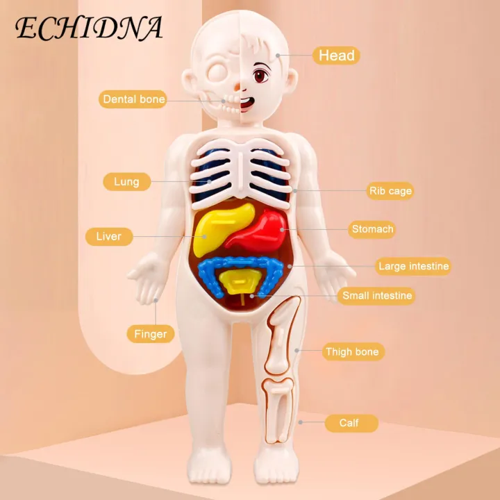 Diy%20Human%20Organ%20Model%20Interactive%20Human%20Body%20Model%20Kit%20Educational%20Diy%20Toy%20with%2011%20Analysis%20Cards%20Ideal%20for%20Students%20Accessories%20Included%20Science%20Learning%20Toys%20for%20Kids%20-%20Image%208