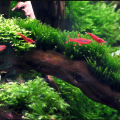 Java moss. 