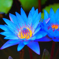 20 Blue Lotus Seeds, Rare Nymphaea Nouchali, Water Lilly Flower Seeds, With Planting Instructions. 