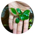 Anubias nana High-quality Live Aqua plants from sapling cloud Medium size Decoration - Aquascaping natural live plant aquarium plant Anubias Nana Petite Easy Live Aquarium Plants For Planted Tank fish tank plant. 