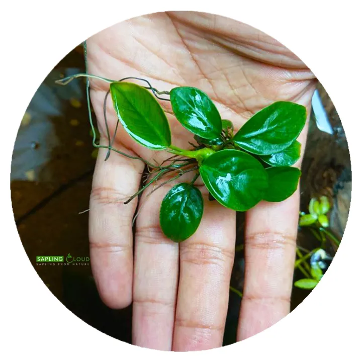 Anubias%20nana%20High-quality%20Live%20Aqua%20plants%20from%20sapling%20cloud%20Medium%20size%20Decoration%20-%20Aquascaping%20natural%20live%20plant%20aquarium%20plant%20Anubias%20Nana%20Petite%20Easy%20Live%20Aquarium%20Plants%20For%20Planted%20Tank%20fish%20tank%20plant%20-%20Image%203
