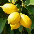 lemon plant /lemon/fruit plant. 