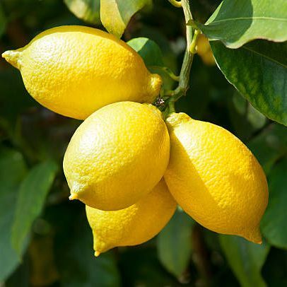 lemon plant /lemon/fruit plant