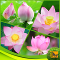 CeylonExpress - Export Quality Red Lotus Seed 10 PCs For Potted Planting Best Hybrid Bonsai Vegetable and Flower Seeds For Home Gardening. 