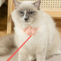 Lovinland Smart Laser Cat Toy Wearable Automatic Teasing Cat Collar USB Charging Collars Interactive Training Kitten. 