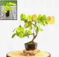10 Pcs Kaha Karanda MAGUL KARANDA Tree Seeds For Planting Home. 