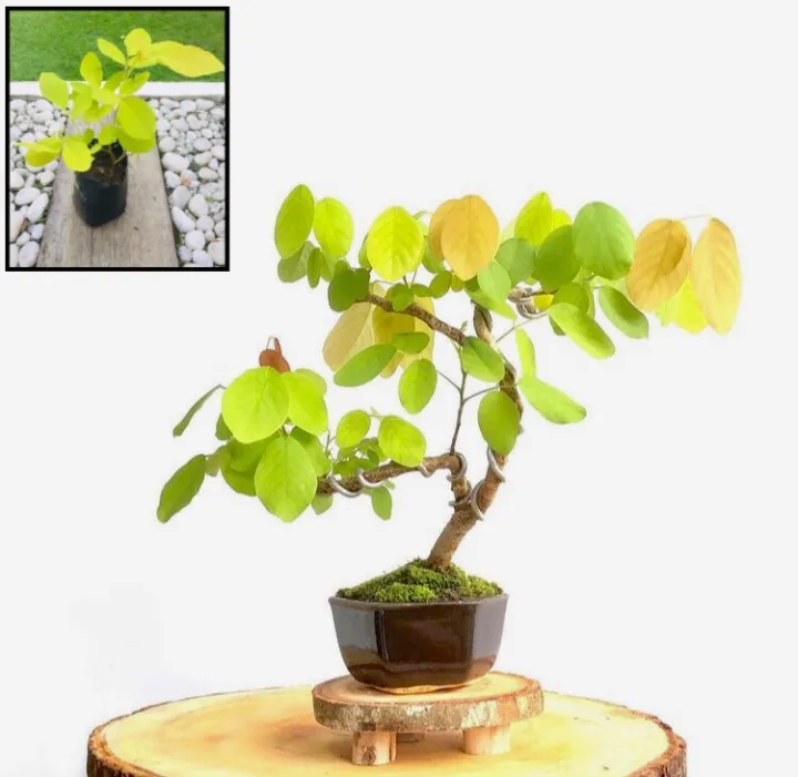 10 Pcs Kaha Karanda MAGUL KARANDA Tree Seeds For Planting Home