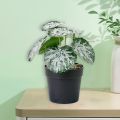 Ethereon Home Decor Artificial Plant Realistic Artificial Potted Plant No Watering Needed Small Home Decor Reusable Green Plant for Living Room Buyers' Favorite Artificial Indoor Plant. 