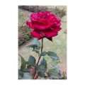 Natural Rose flower plants,. 