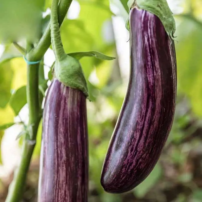 Eggplant%20PADAGODA%20175+%20Seeds%20Wambatu%20Beeja%200.5g%20-%20Image%203