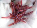 bellylady 80pcs Earthworm Red Worms Soft Fishing Lure Baits. 