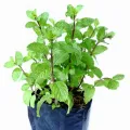 Mint Plant /මින්චි/මින්ට්/ Minchi Plant /Mint /Minchi /Herble/Herb/Plant/Home decor. 