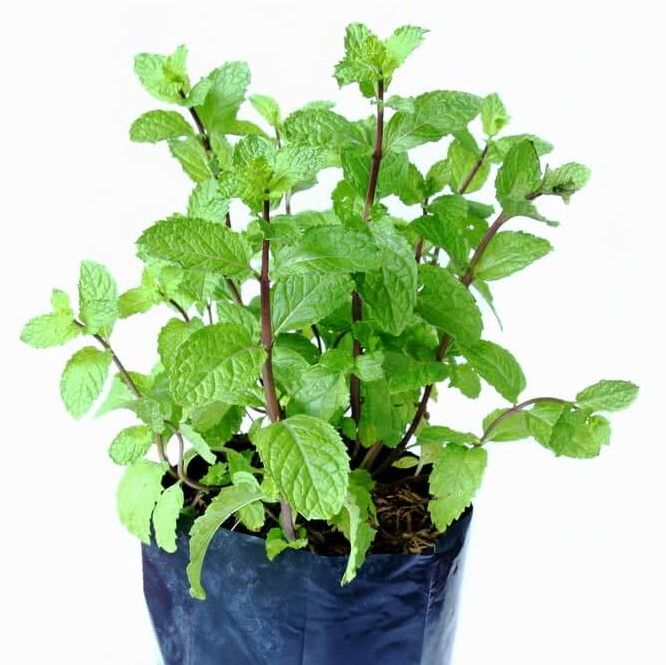 Mint%20Plant%20/%E0%B6%B8%E0%B7%92%E0%B6%B1%E0%B7%8A%E0%B6%A0%E0%B7%92/%E0%B6%B8%E0%B7%92%E0%B6%B1%E0%B7%8A%E0%B6%A7%E0%B7%8A/%20Minchi%20Plant%20/Mint%20/Minchi%20/Herble/Herb/Plant/Home%20decor%20-%20Image%203