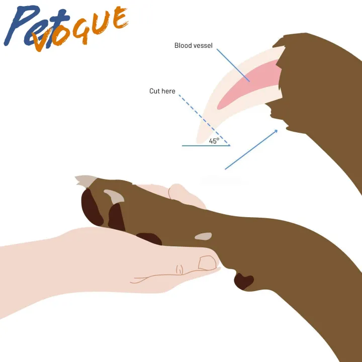 Dog%20Nail%20Cutter,%20Pet%20Nail%20Clipper,Claw%20&%20Nails%20Clippers%20Grinder%20Trimmer%20for%20Small,%20Medium,%20Large%20Dogs%20-%20Image%203