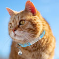 Personalized Cute Cat Collar Name Tag Custom Nameplate Safety Breakaway Star Moon Bowknot Cat Collar Bell Necklace. 