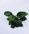Anubias Nana/Medium size/Live aquatic plant/real plant/Aquascaping/Tank decoration. 