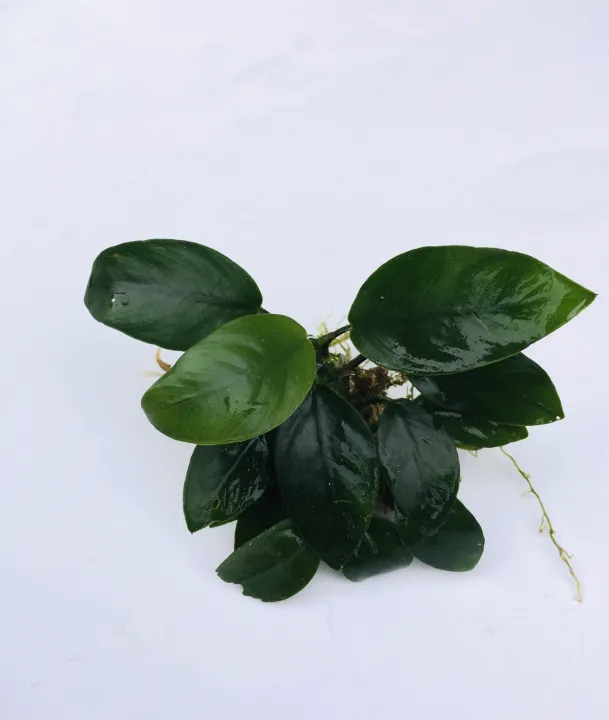 Anubias%20Nana/Medium%20size/Live%20aquatic%20plant/real%20plant/Aquascaping/Tank%20decoration%20-%20Image%209
